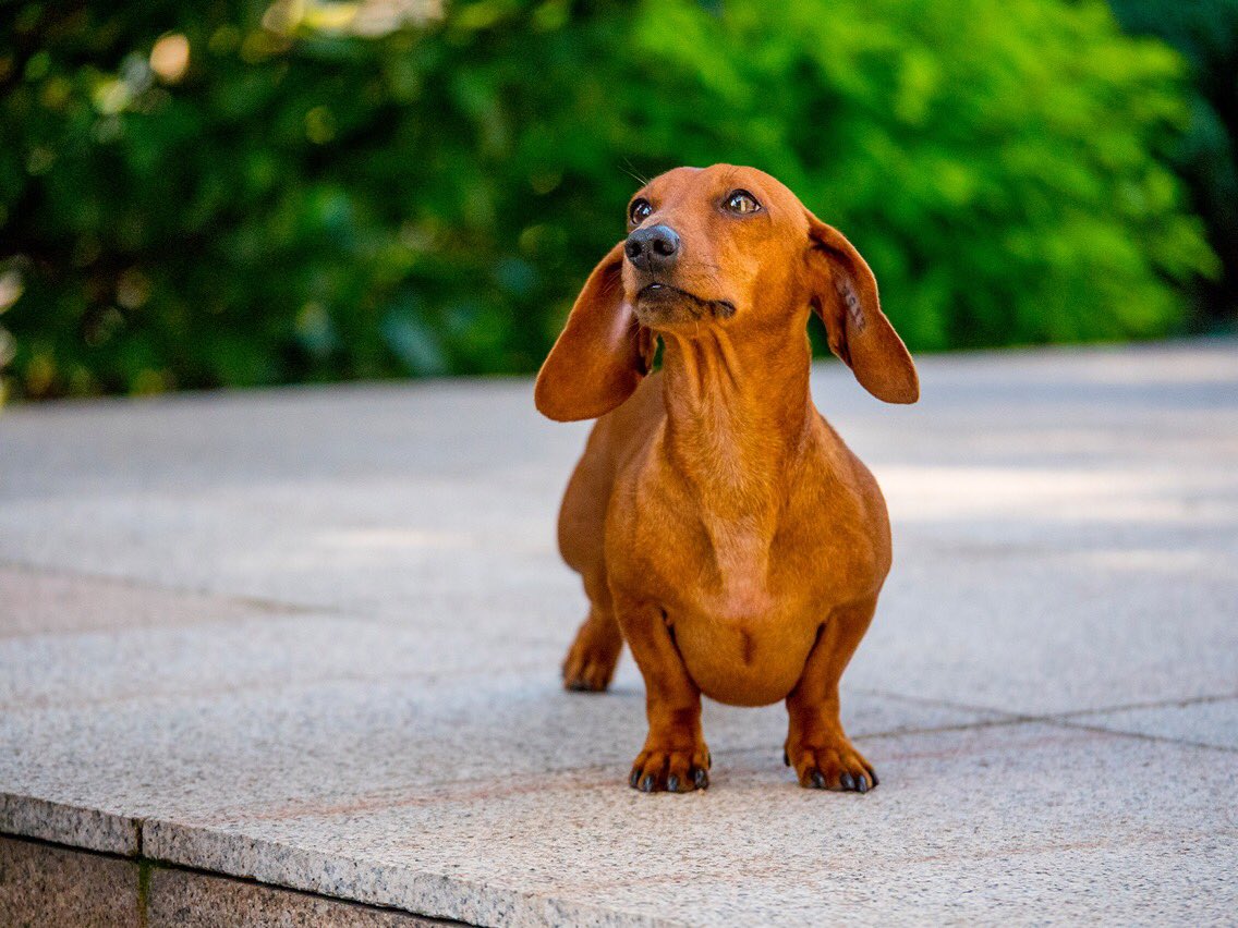 ginger dachshund
