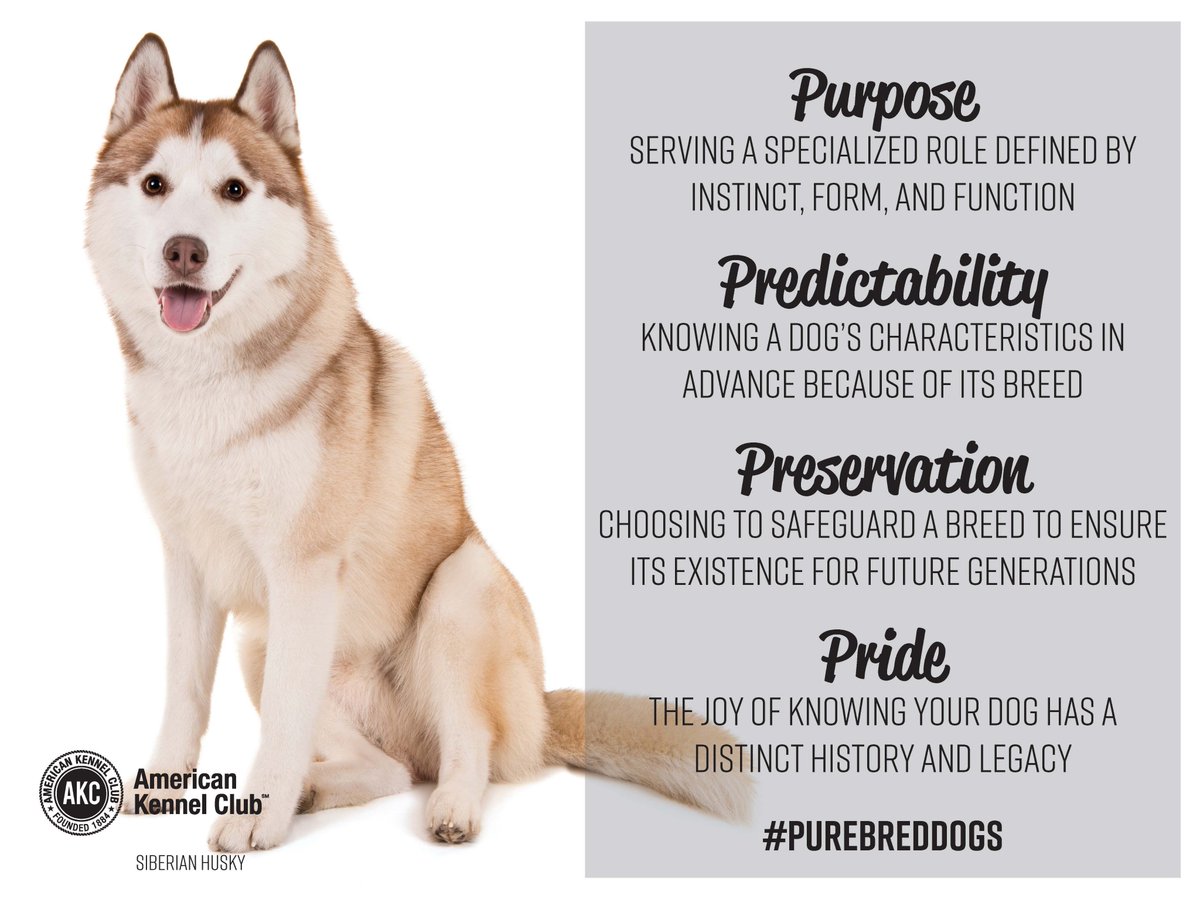 Happy #NationalPurebredDogDay! Today, we honor 4 themes that encompass some of the wonderful attributes of a purpose-bred dog. They are: Pride, Predictability, Purpose, &amp; Preservation. Join us in celebrating by sharing these images &amp; pics of your dogs!
