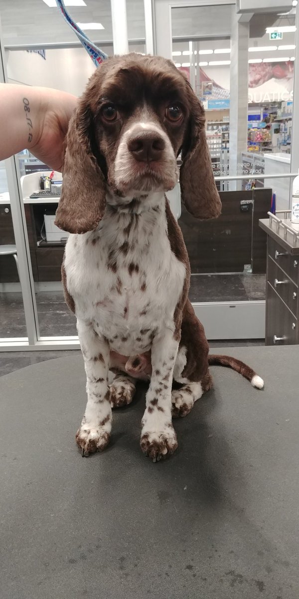 PetSmart Sydney NS tweet media