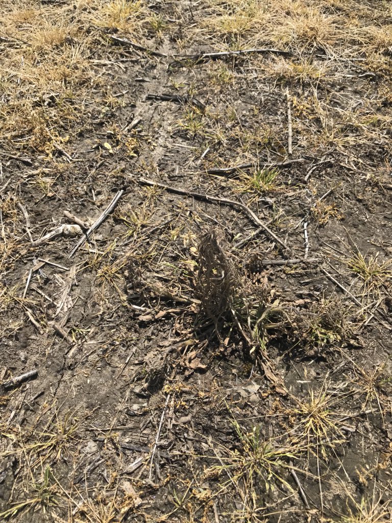 RyanBane73's tweet image. Burndown let you down? Weather kept you out of field? Verdict is a great option for knockdown and residual in one! Applied glyphosate and verdict at 5oz with 20gpa and 1%MSO 10 days ago! #morewater #coverageiskey #BASFtweets #verdict #sprayandplant
