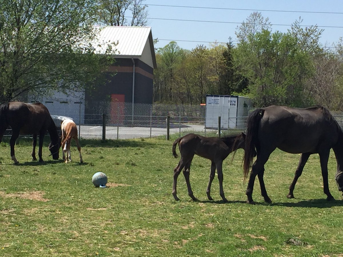lacey_dixon's tweet photo. Enjoying the day at Brenford Animal Hospital and the First State Animal Center &amp; SPCA #CSDDoverHigh #animallovers #CTEWorks https://t.co/T8iw6wMXxK