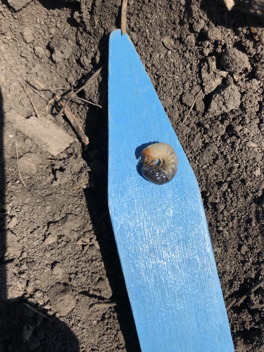 cornsilkk's tweet photo. With heavy Japanese beetle pressure last summer, finding these nasty suckers planting plots is not surprising! 🤮🙅🏼‍♀️ #grubs #ick https://t.co/PXfC4hiSpK