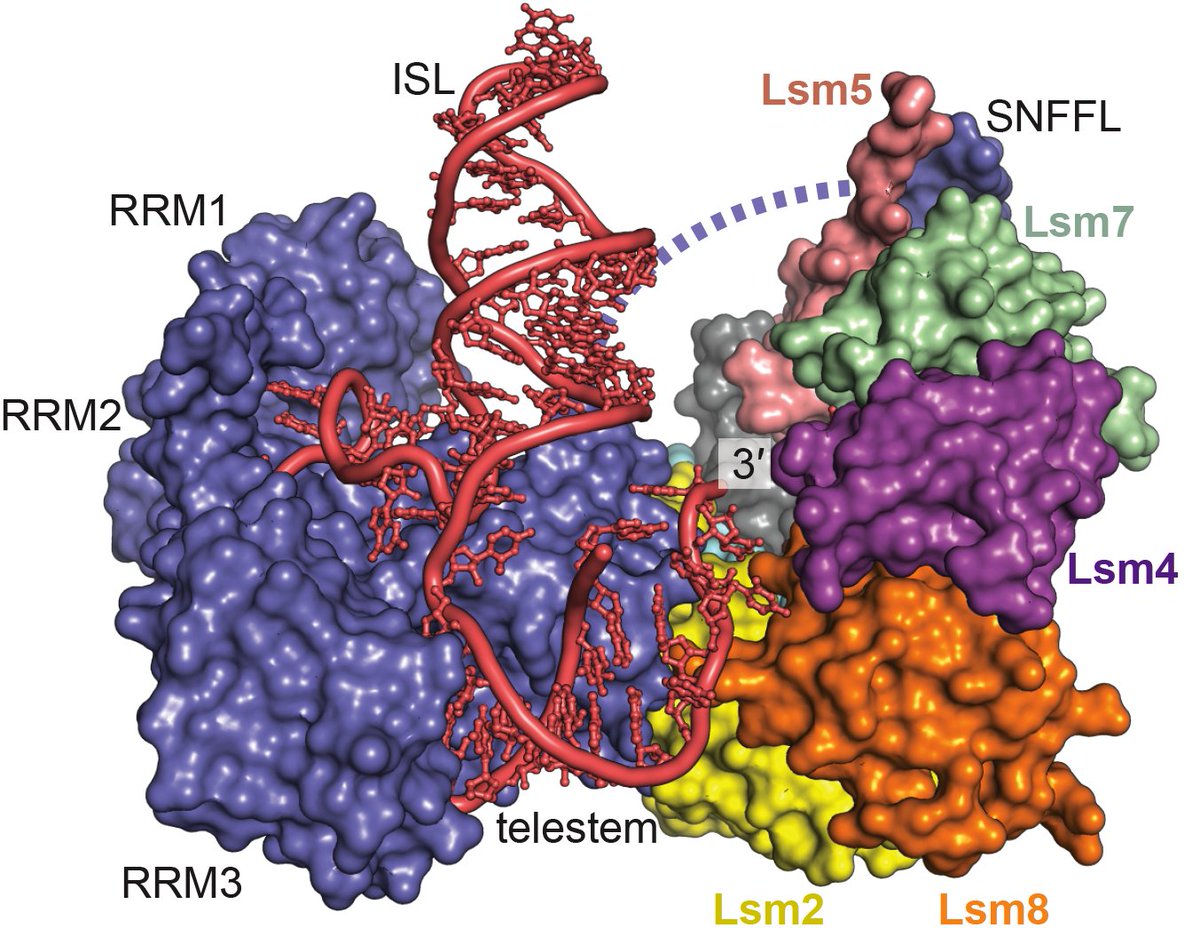 UWBiochem's tweet image. ICYMI: Piecing Together the #Spliceosome Puzzle, One Subunit at a Time: biochem.wisc.edu/news/2018/news… Support/data from @argonne, @doescience, @NIH, @NSF #biochemistry #structuralbio #mRNA #RNA #intron