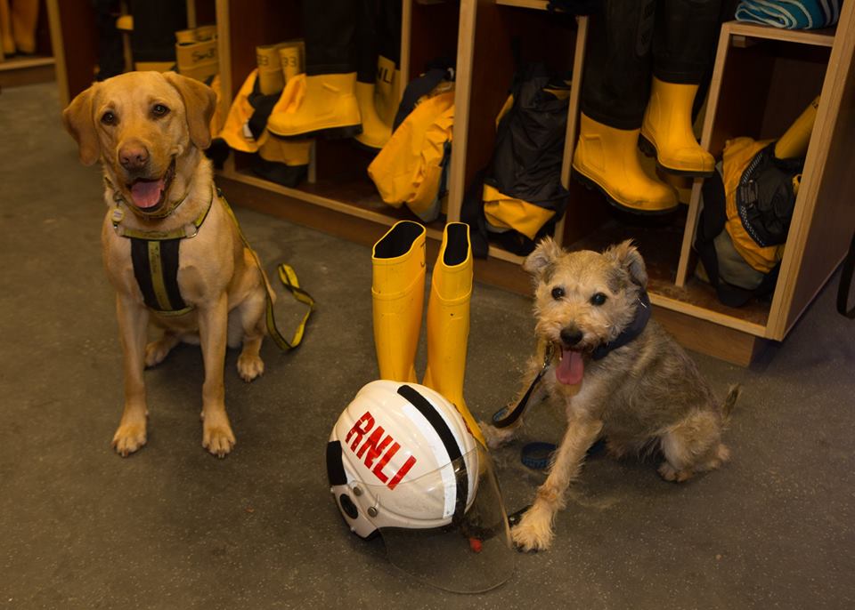 DT_Ilfracombe's tweet photo. It seems @DT_Ilfracombe dog #FoxyLab has taken a shine to this handsome Skipper, sharing ideas, as well as the colour yellow - but what are they planning..? @IlfracombeRNLI @DogsTrust #Devon https://t.co/5gi1NruR9z https://t.co/yIFE6O3hsi