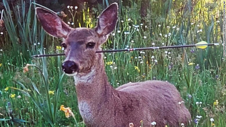 CNN's tweet photo. Deer in Oregon are walking around with arrows in their bodies. Police want to know who did it. https://t.co/8U4POtwbkJ https://t.co/xlE5f6v2xJ
