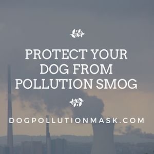 DogAirMask's tweet photo. Smog in Urban areas is probably killing your pet. Filter your air inside the house and outside on the streets. Coming Soon: https://t.co/YkQxtHnApu. #LovingYourPets #BadPollution #Smog #SickofSmog #DogCare #DogLove #PuppyLove #PuppyCare #AirQuality https://t.co/JQSoHdnrrv