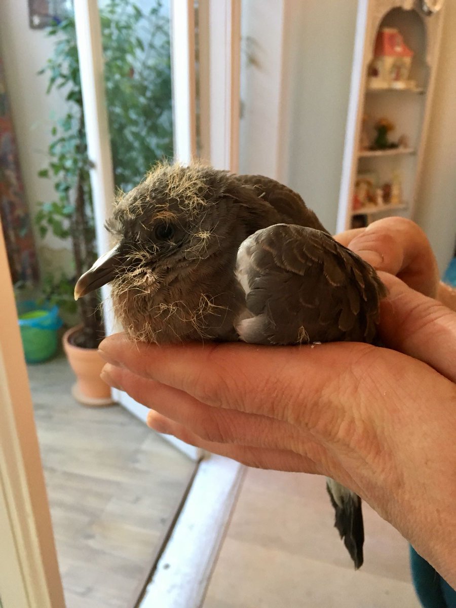 010stadsecoloog's tweet photo. Het leven van een houtduif in #denhaag is niet altijd makkelijk, zeker in een behoorlijk versteende buurt. Waarschijnlijk ergens van een dak gelazerd en vind dan het nest maar eens terug. Dat werd een reisje naar de vogelopvang #dewulp dus. https://t.co/4vrRHklvoq