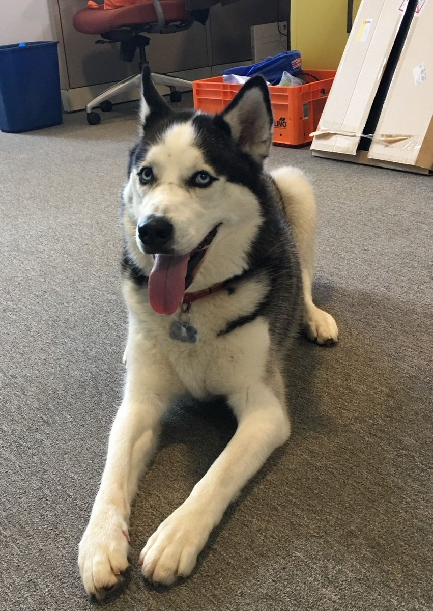 Our special visitor Kato is patiently waiting #RightPick to drop a treat or two.... Sorry, Kato, but our systems are too efficient for that. Better beg elsewhere!  #officedog