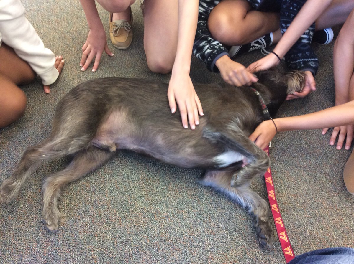 WilliamsburgCSD's tweet photo. Best day at work! Therapy dogs came to visit. #LaughMoreStressLess @BoykinBryan @APS_StudentSrvc @APSVirginia @APS_SecondaryEd https://t.co/qHMH1i2JV1