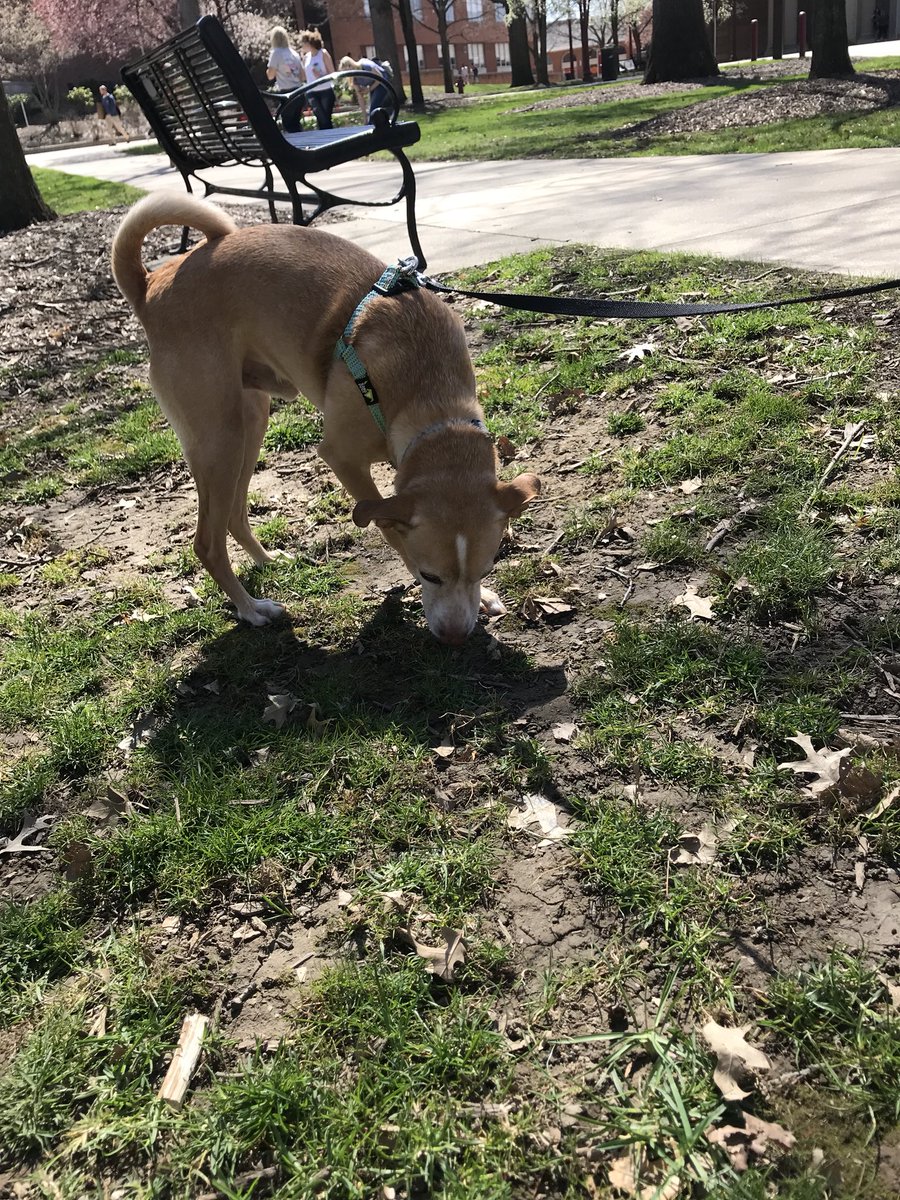 Dogs Of IUP tweet media