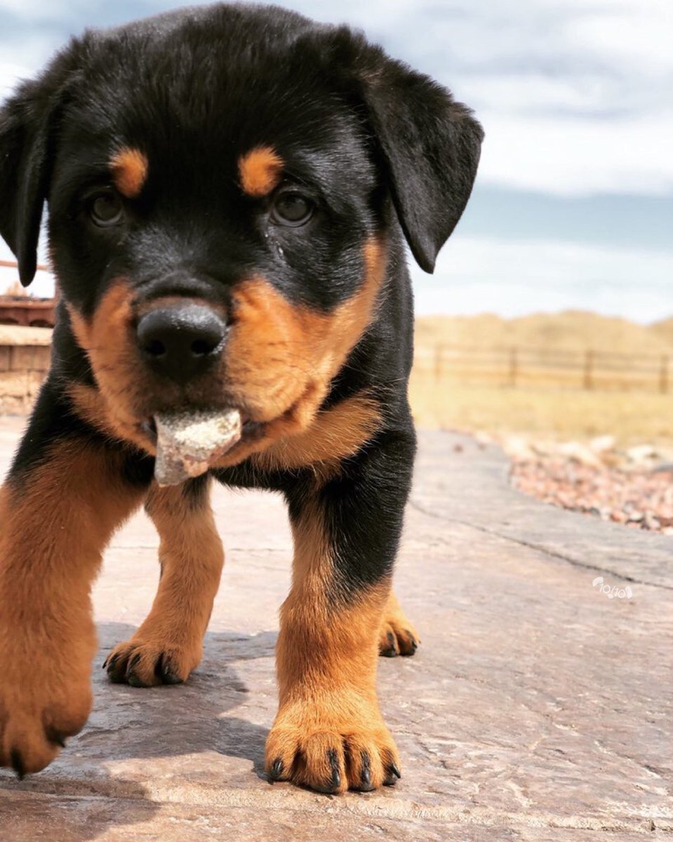 WeRateDogs tweet media