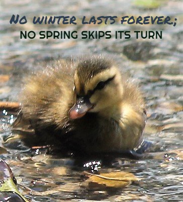 AgentKellyS's tweet photo. What a gorgeous day here in #huntingtonNY. How are you enjoying the sunshine? We're in the office with clients meeting their #insurance needs & enjoying the pleasure of doing so. Come on over. #spring #ducks #agentkellys #StateFarm #ducks #springtime https://t.co/hm75wCN4b9 https://t.co/LEcd3dI9qn