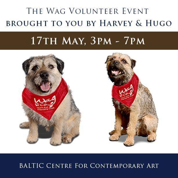 harveyandhugo's tweet photo. We are headline sponsor of The @wag_company #Volunteer Event on 17th May @balticgateshead. We can't wait! #WeAreWag 🐶❤🐶 https://t.co/eXf1cUAFCj