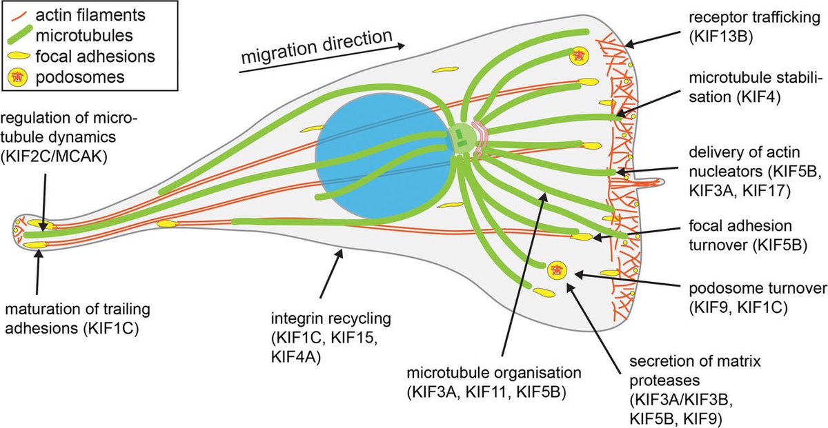 Biology1802's tweet photo. #ملتقى_علوم_الاحياء
هجرة الخلايا و انتقالها
#cell_migration https://t.co/UaR9Pn8GkX