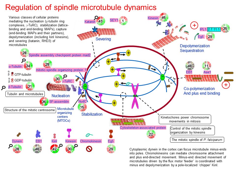 Biology1802's tweet photo. #ملتقى_علوم_الاحياء
هجرة الخلايا و انتقالها
#cell_migration https://t.co/UaR9Pn8GkX
