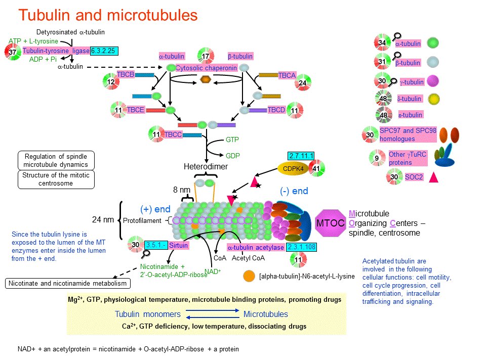 Biology1802's tweet photo. #ملتقى_علوم_الاحياء
هجرة الخلايا و انتقالها
#cell_migration https://t.co/UaR9Pn8GkX