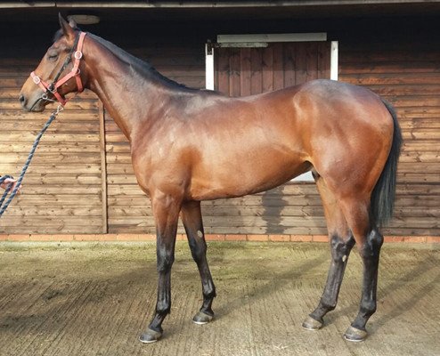 ontoawinner1's tweet photo. We are down to our last 15% in our Swiss Spirt 2-year-old in training with @timeasterby Shares only £300 upfront and £70 per month for 2.5%. He's a cracker who breezed nicely. https://t.co/w3JyjVppcq #FutureWinner https://t.co/R41sta6MHc
