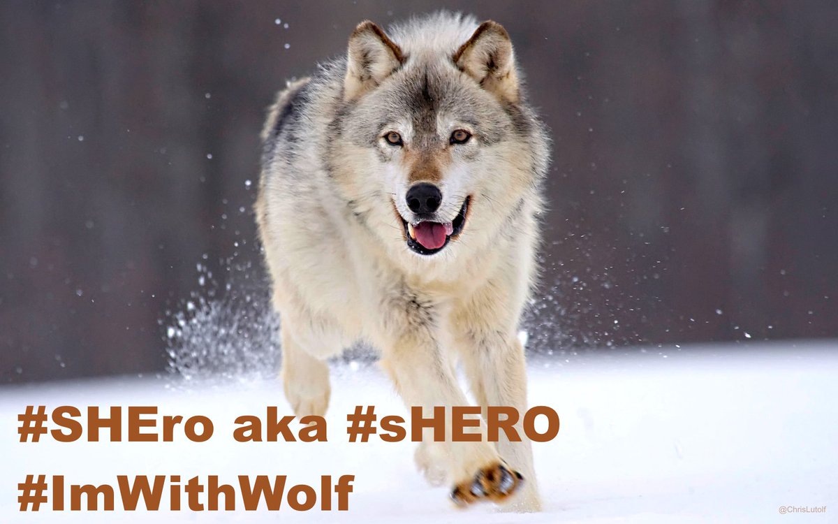 ChrisLutolf's tweet photo. @HoarseWisperer ..., which is why #ImWithWolf! https://t.co/LnkkTT5ggu