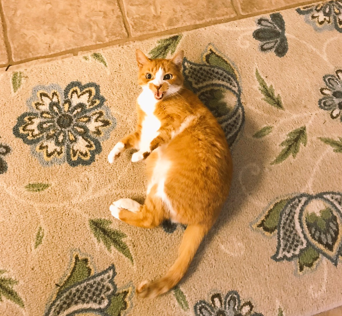 LuckyGoldenCat's tweet photo. Did you just call me fat!?! #theresmoretolove #gingercat #bummin #feedme https://t.co/McpWiesO0y