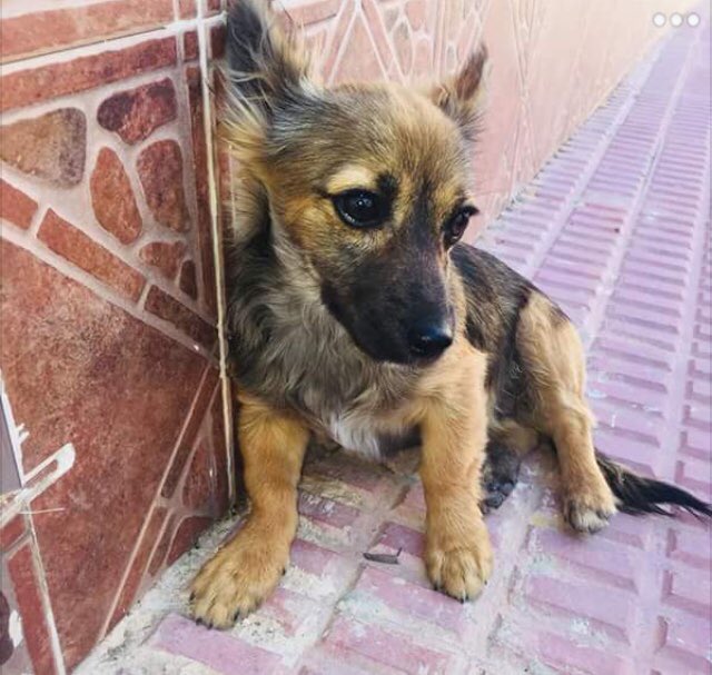 ASRphotographer's tweet image. Esta pequeña busca hogar. Esta en Murcia. Me ayuda a difundir? @perezreverte @AytoMurcia @AUGC_SEPRONA #urgente #adoptanocompres #RealMadridvsbayern #realmadrid #Murcia #ULTIMAHORA @Antoniasanjua @Ainhoarteta #RT