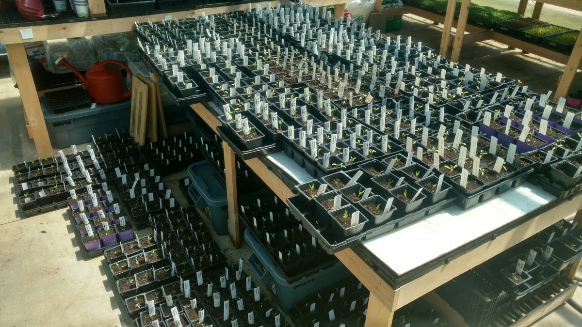 Huge thank you to Wilson's Garden Center for starting 12 varieties of tomato and pepper seedlings for us! We picked them up today, and had a FANTASTIC group of volunteers come out and help get them transplanted. Thank you volunteers! We couldn't do it without you!!!