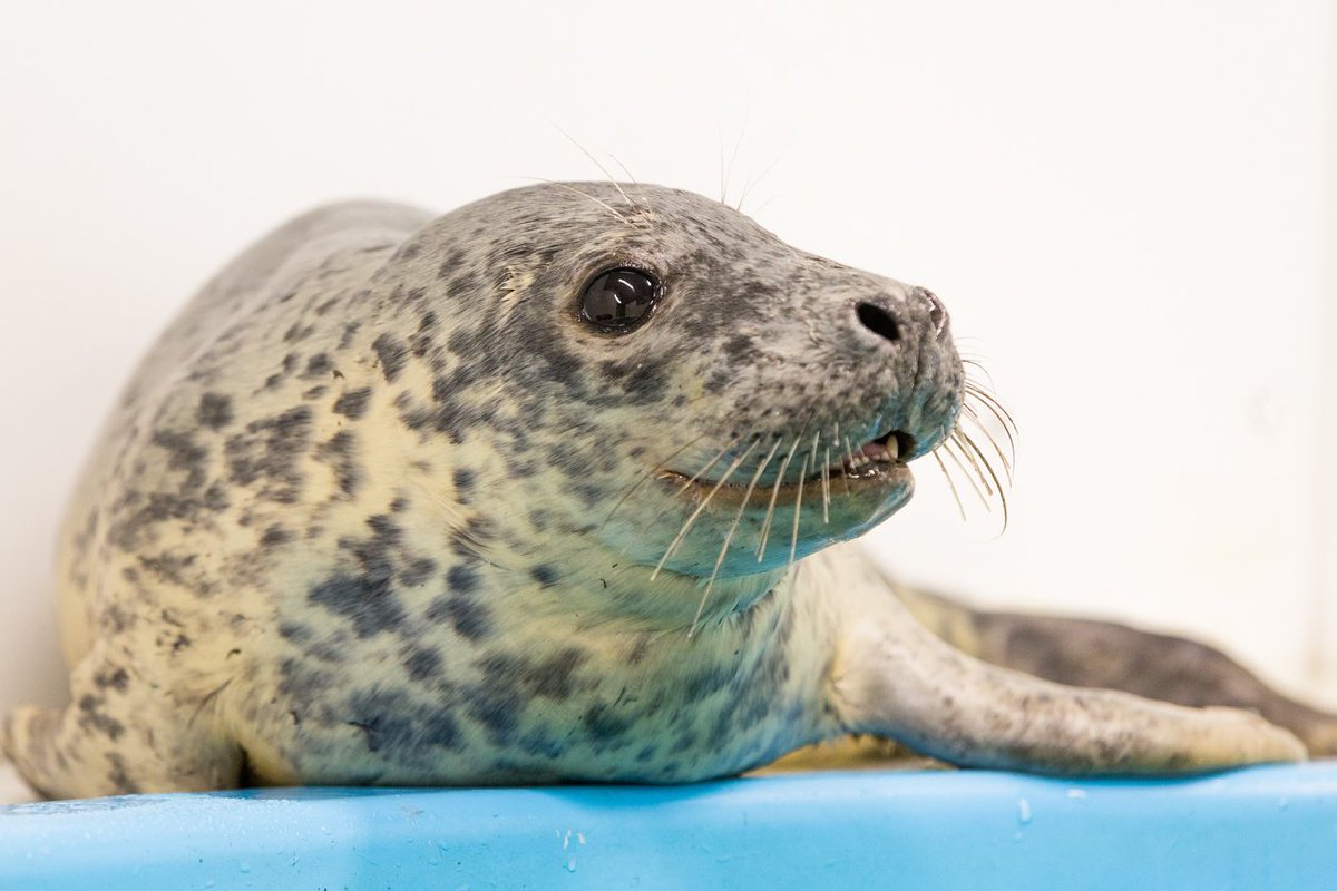 NatlAquarium's tweet photo. The National Aquarium is saddened to share that Latte, the grey rescue seal, passed away after an unexpected seizure event this past weekend. 

More information can be found here >> https://t.co/Ti5zwr1C6G https://t.co/q7W6DRIiQC