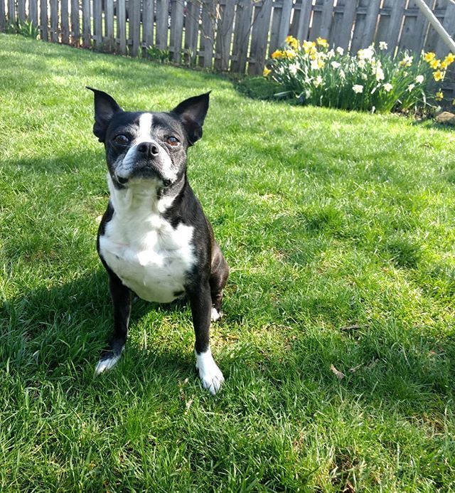 Jginger929's tweet photo. Springtime!! #roxy #homesweethome #sunshine #spring #daffodils #bostonterrier https://t.co/vfzEuVaZIL https://t.co/X1FHDybzeo