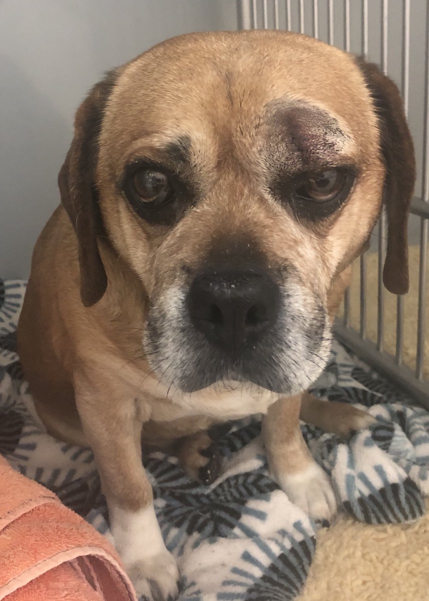 StonehamAH's tweet photo. Puggle pout mastered 😜Duke is the man #dogs ##doglove #doglife #doglife🐾 #pugglesofinstagram #puggle #dogface #puggleface #pugglepout https://t.co/QLPaWobhkP