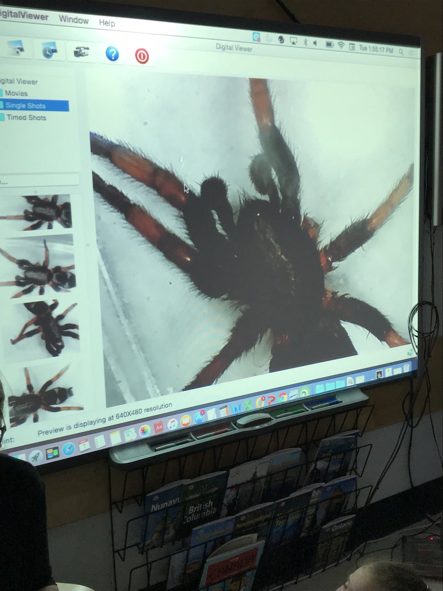 MapleRidgeCBE's tweet photo. Room 15 snagged this little spider running across the room today. They quickly put it under the digital microscope. #instantwonder #instantcuriosity https://t.co/t5pdrbsoK5