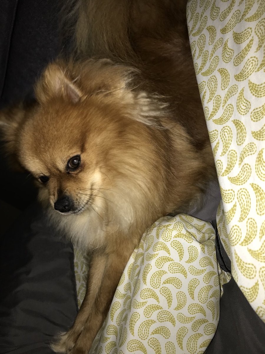 mallorypaigepee's tweet photo. finally going to be reunited with my baby after a week!!!!! https://t.co/BLDsWggBHz