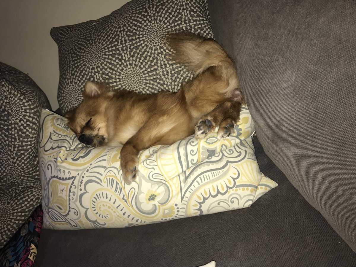 mallorypaigepee's tweet photo. finally going to be reunited with my baby after a week!!!!! https://t.co/BLDsWggBHz