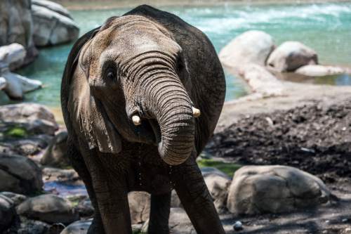 A baby elephant, named Zuri, stands in front of a man-made river in her pen at Utah's Hogle Zoo, in this Deseret News photo by Keith Johnson.