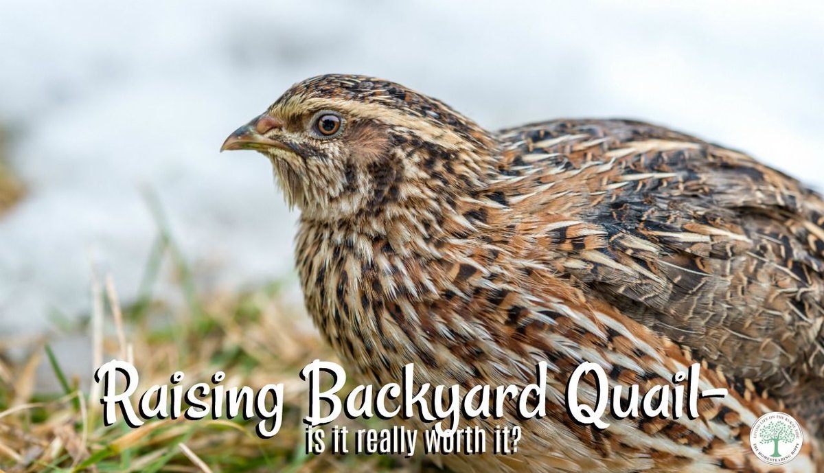 homesteadhippy's tweet photo. Is raising backyard quail worth the investment? #homesteadanimals #homestead #homesteading #farmanimals https://t.co/qwAqvTNLRl https://t.co/mNphmheZkq