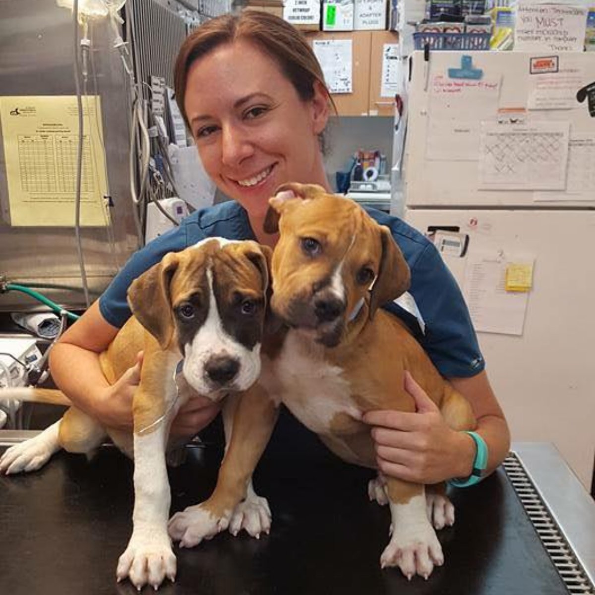 Animal House Vets (AH_Vets) Twitter