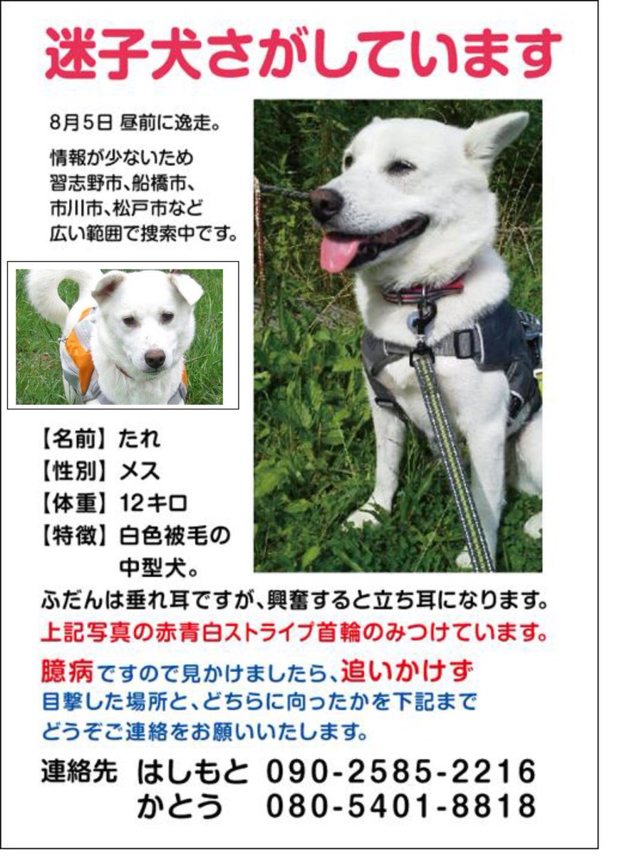 Tj على تويتر 迷子犬 迷い犬 白い犬 メス 中型犬 垂れ耳 千葉県