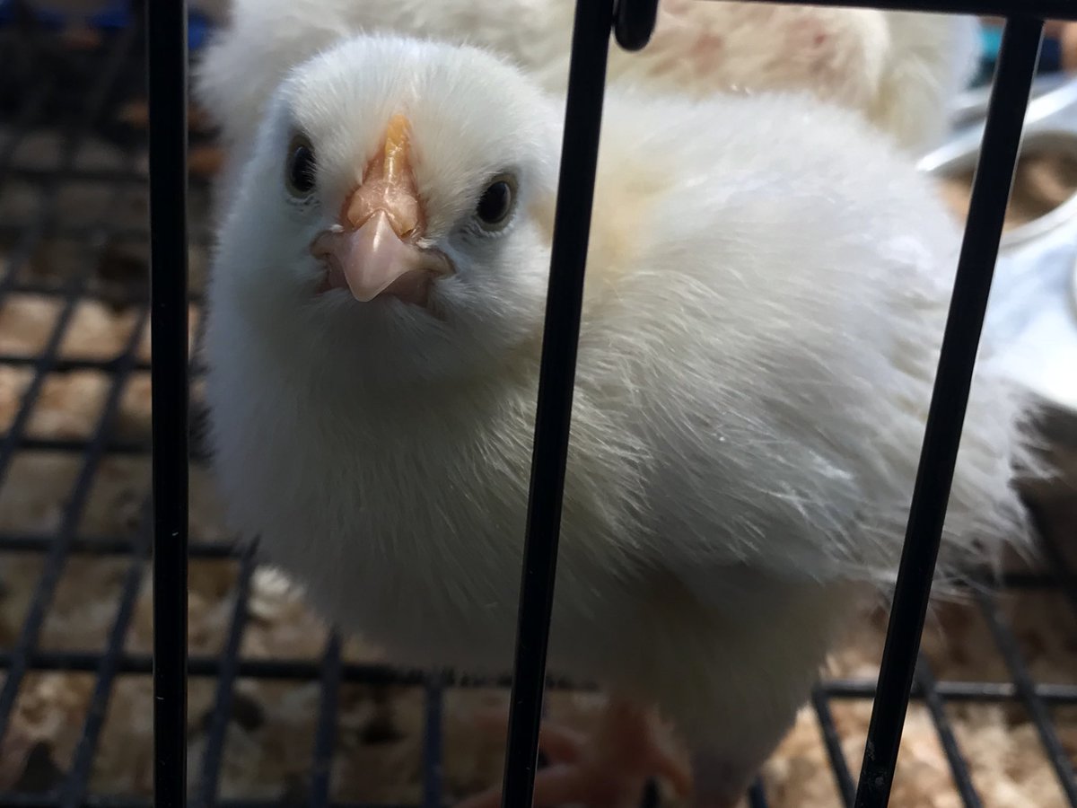 YolandaMarcus2's tweet photo. Another successful hatch in kindergarten. Students are thrilled to be learning about the life cycle of chicks! @D83Shines @scheidlerc1st @D83Spartans @MrCourington53 @kayep20 @D83Spartans https://t.co/btM7PiYGkm