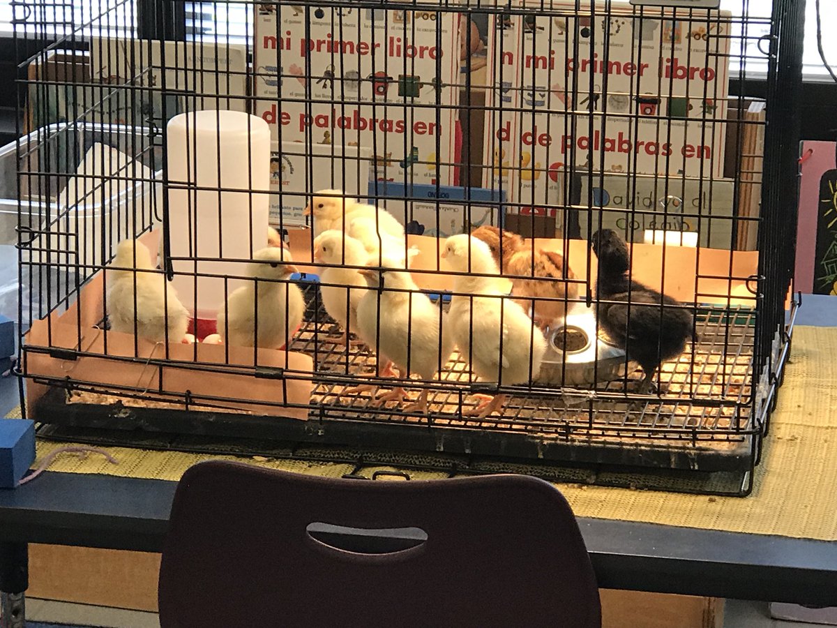 YolandaMarcus2's tweet photo. Another successful hatch in kindergarten. Students are thrilled to be learning about the life cycle of chicks! @D83Shines @scheidlerc1st @D83Spartans @MrCourington53 @kayep20 @D83Spartans https://t.co/btM7PiYGkm