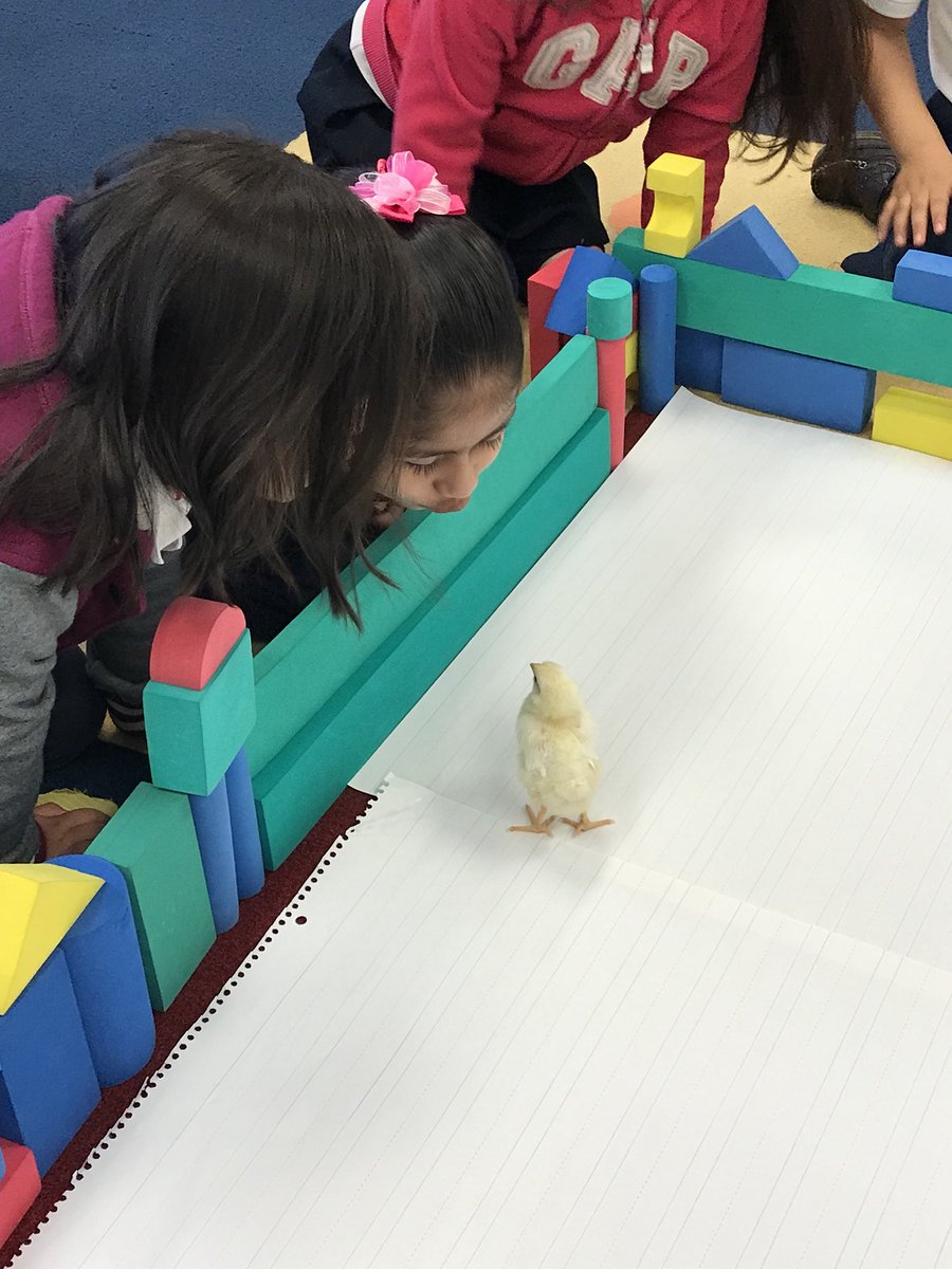 YolandaMarcus2's tweet photo. Building a playpen for our chicks! @D83Shines @D83Spartans @scheidlerc1st @MrCourington53 @kayep20 https://t.co/DoTeJeXB0h
