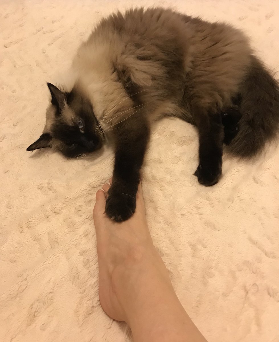 MaggieeRocha's tweet photo. No sabemos nada de amor...él si...
#renatoelgato #amordelbueno #amorincondicional #catlover #gato #amorpuro #medomina #notevayas #quedateconmigo #nosamamos https://t.co/YD38Glf67T