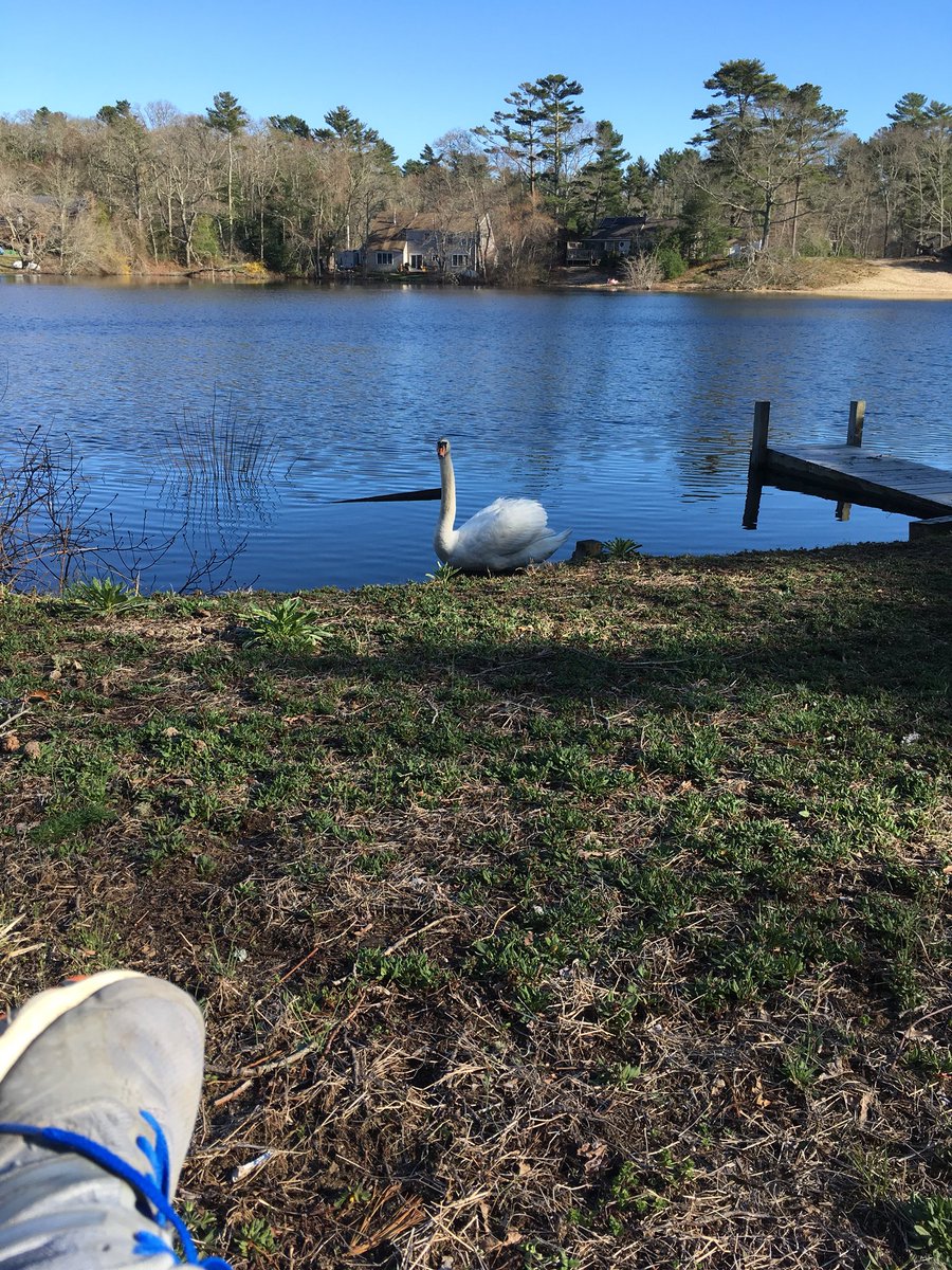 scussethealth83's tweet photo. Now my least #friendly #swan came to hiss at me!!! While i sit in my #rockingchair in the #sun after #Work   #stoplookingatmeswan https://t.co/e1zfqeqY2H