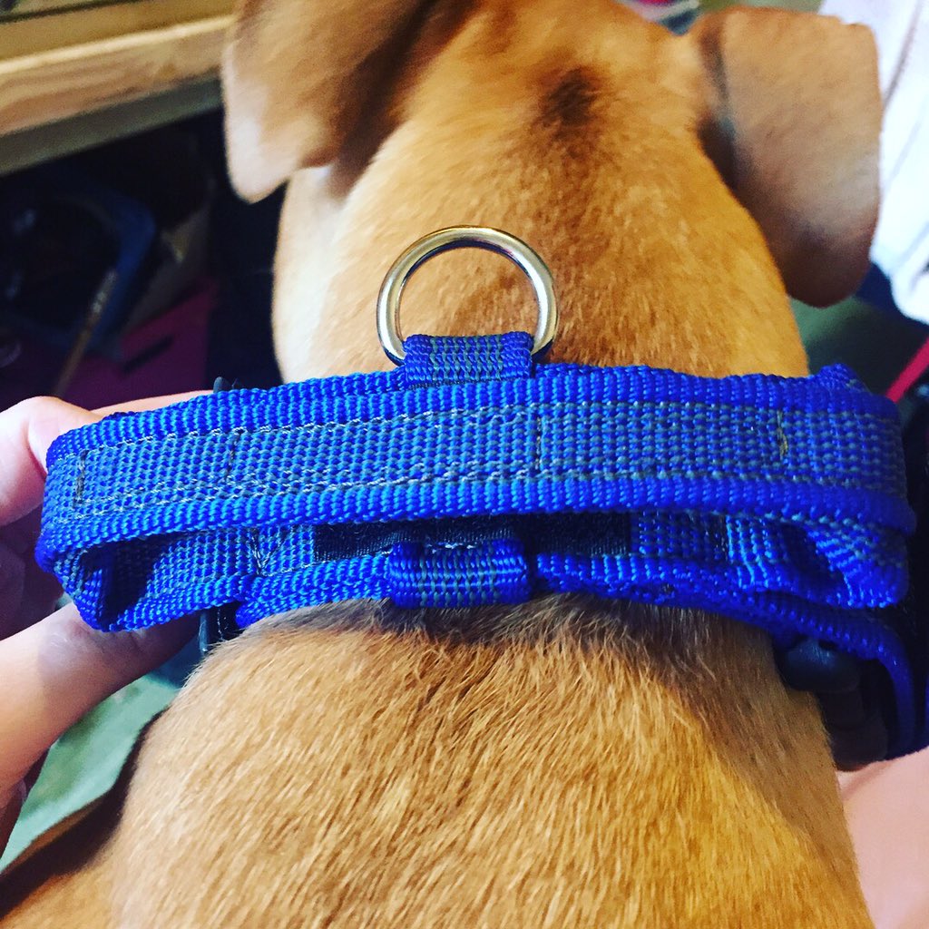 Frankensteinn4's tweet photo. Mom got me a new collar from @JuliusK9 it's now part of our uniform when i go out working as an assistance dog for her. https://t.co/hlPN1dXaUF