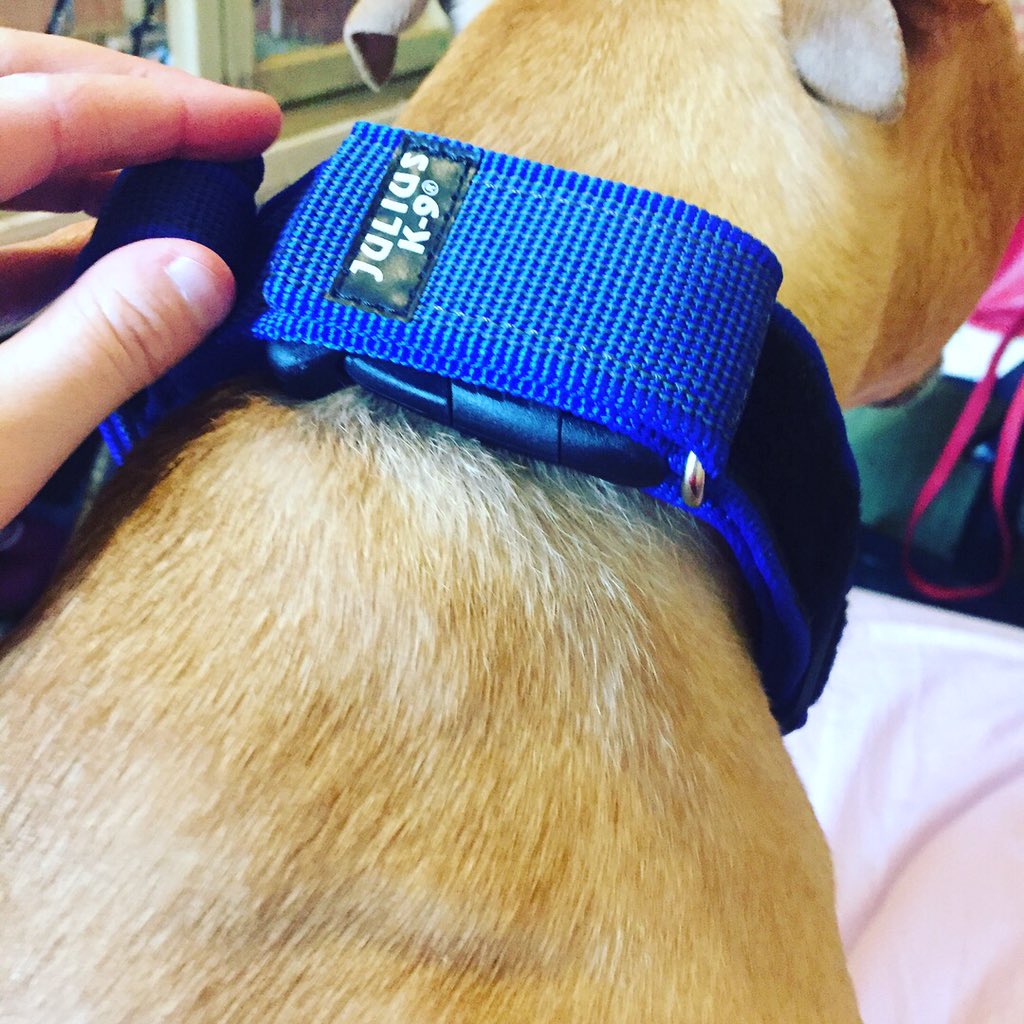 Frankensteinn4's tweet photo. Mom got me a new collar from @JuliusK9 it's now part of our uniform when i go out working as an assistance dog for her. https://t.co/hlPN1dXaUF