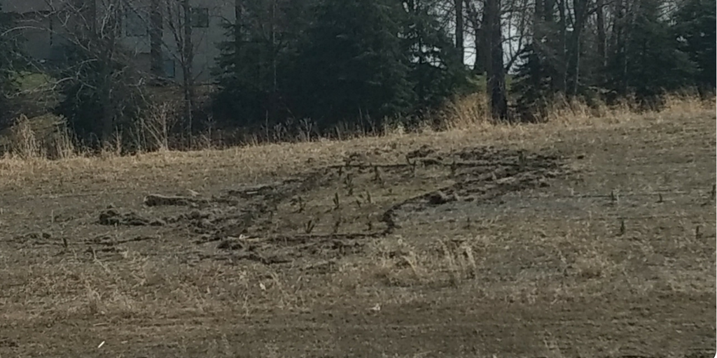 mnforestry's tweet photo. Kudos to Shakopee High School seniors Isabelle, Julia, and Devan for organizing their class to plant trees in the shape of Minnesota at their school! @SHSAcademies @ShakopeeSchools #TreesForCleanWater #ArborMonth https://t.co/FQTOYVBKqs