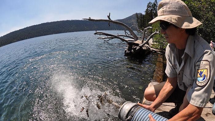 Lost Species (@lostspeciesgwc) on Twitter photo Not extinct: Trout species rediscovered in Pilot Peak creek buff.ly/2JFNhxS via <a href="/ElkoDaily/">Elko Daily FreePress</a> Not extinct: Trout species rediscovered in Pilot Peak creek buff.ly/2JFNhxS via <a href="/ElkoDaily/">Elko Daily FreePress</a>