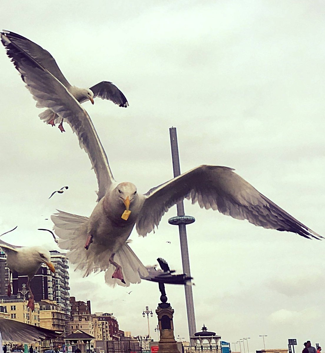 Picture of the day: seagull making off with chip in Brighton bit.ly/2JK0g1w