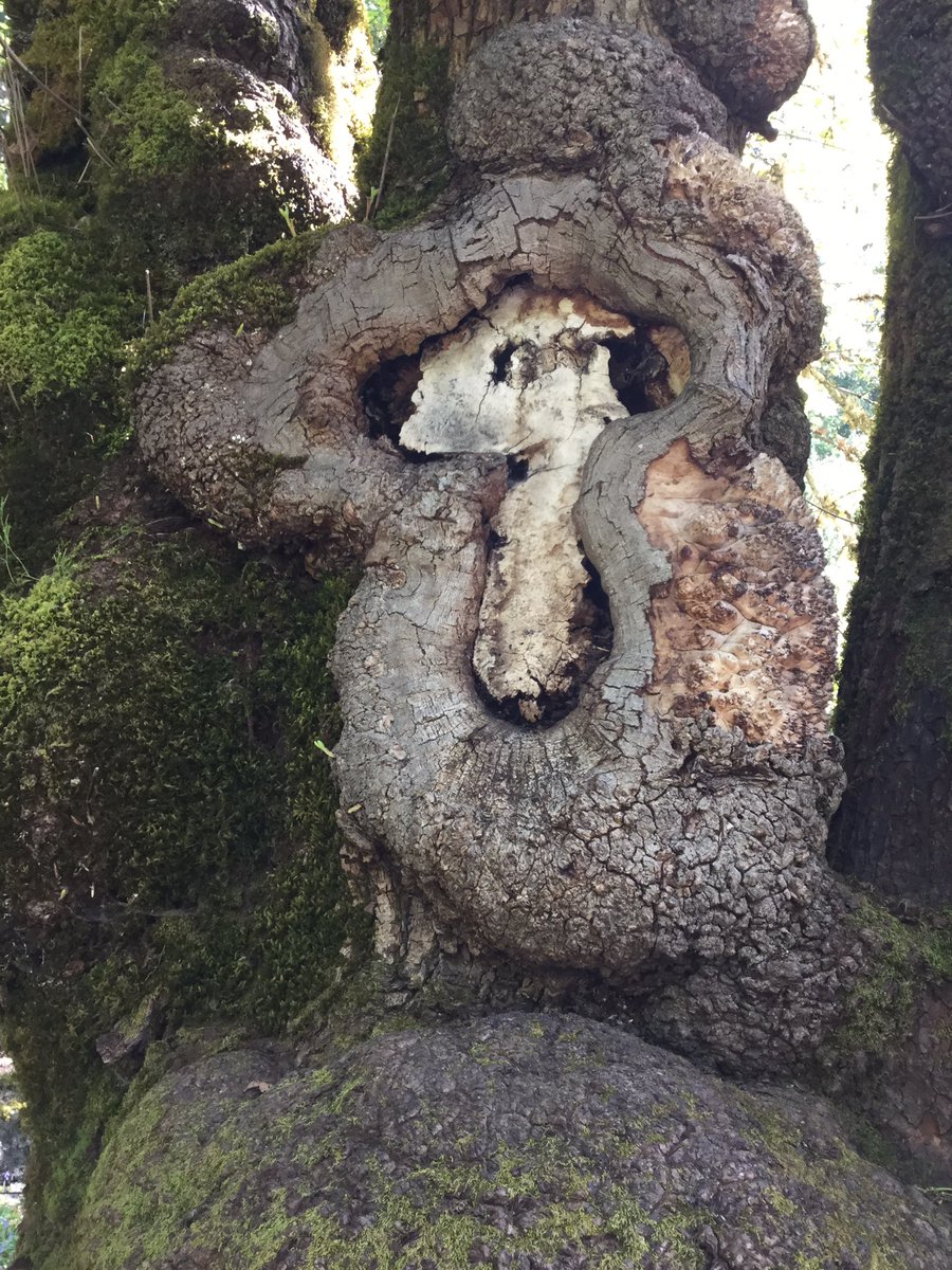 Snoopy Tree #ourMSlife