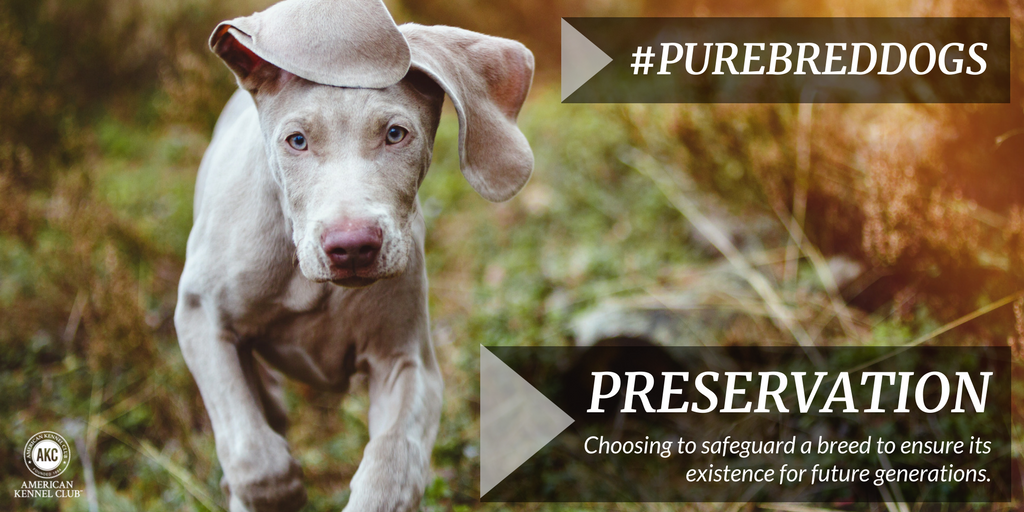 What does preservation mean to you?🐾 
 #NPDD #NationalPurebredDogDay #PurebredDogs