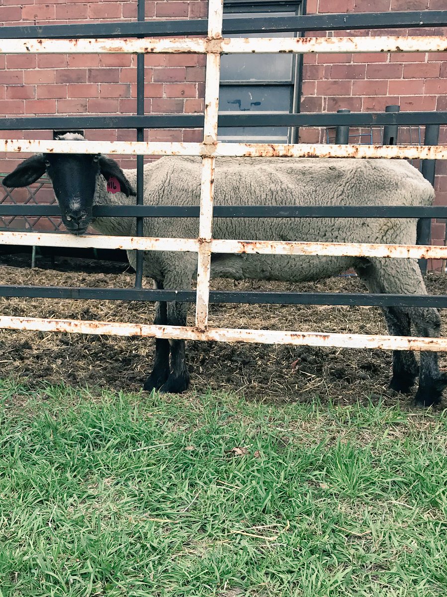alijzellms's tweet photo. Don’t be sheepish! Head to https://t.co/1J8cX41SBd to learn how you can transform the lives of MN students! @MNMathCorps @MNReadingCorps #readingcorps #mathcorpsworks https://t.co/0HlRSckFQh