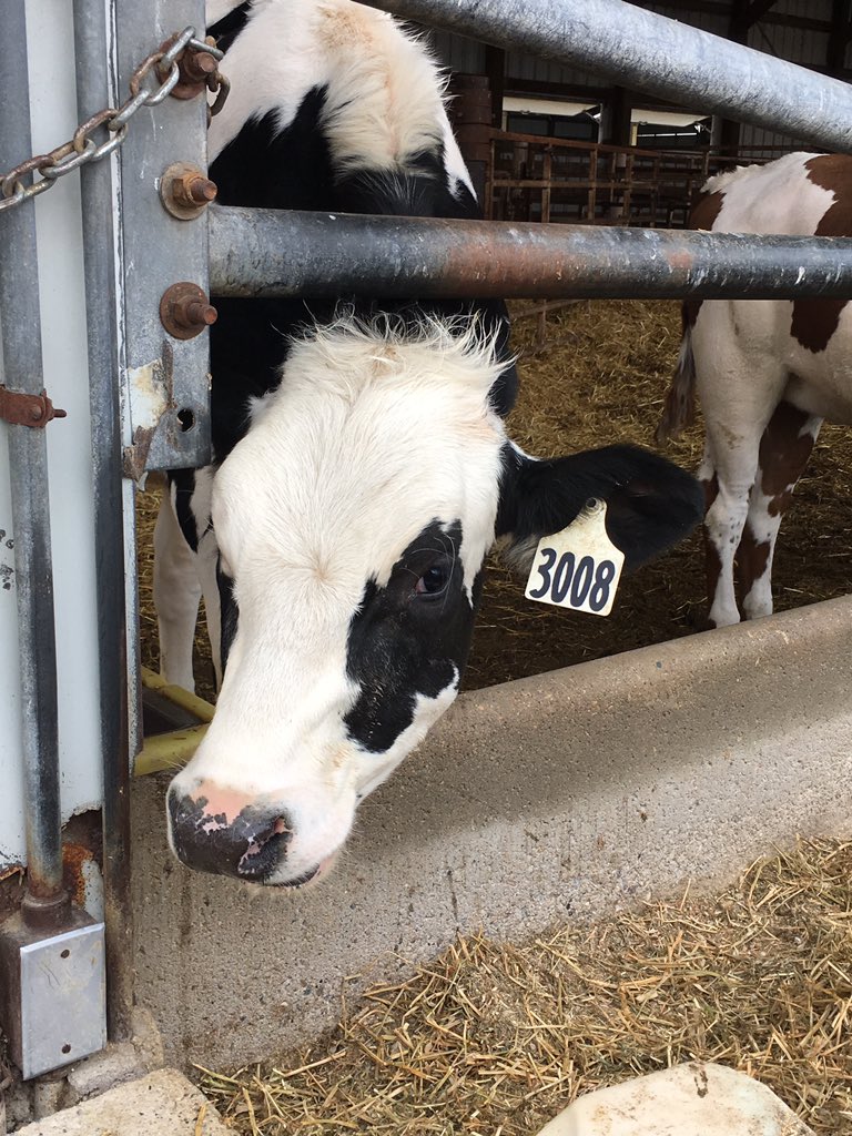 ChristaMoszer's tweet photo. Moooooove on over to https://t.co/YdlTcirX1T to learn more about how you can make a difference in the life of a child @MNReadingCorps @MNMathCorps #readingcorpsworks #mathcorpsworks https://t.co/MVp9dlcaL7