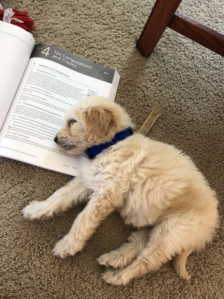 kelsclifprunk's tweet photo. Studying for the cpa is ruff https://t.co/fGSeoTvNg5